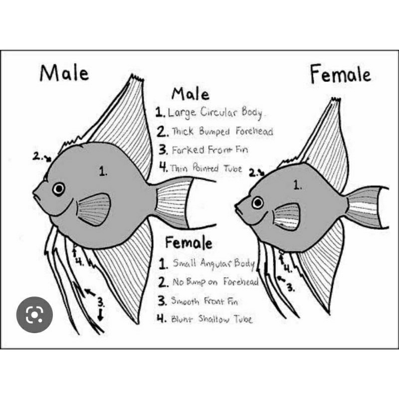 manfish