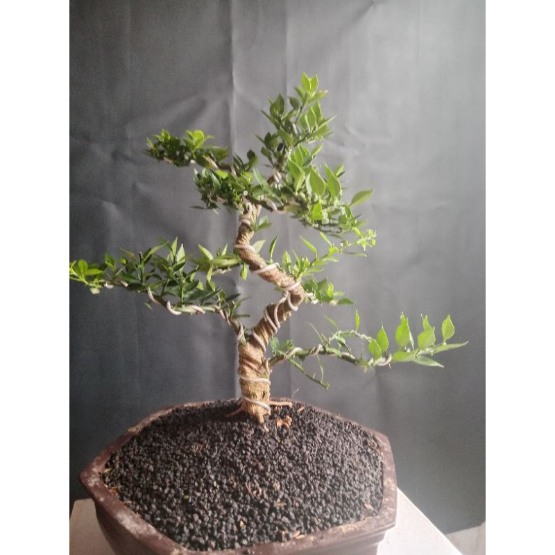 

bonsai jeruk Suisse