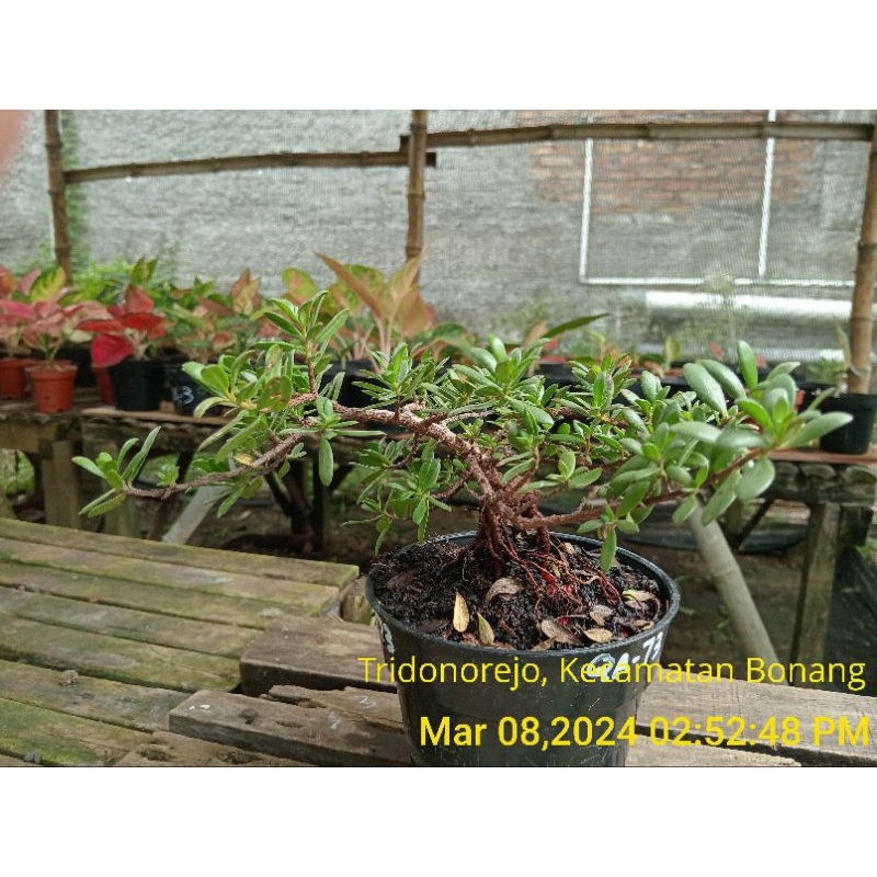 QA-73, Bibit santigi mawar semai biji