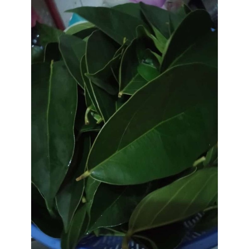 

daun cingcau hijau