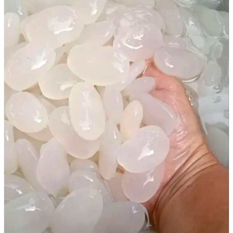 

Kolang Kaling Segar 1kg Cangkaleng Cengkaleng Fresh Putih Bening