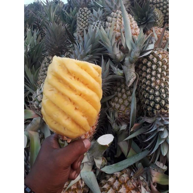 

Nanas Palembang(1buah)