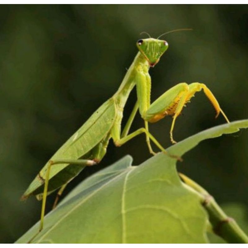 belalang sembah hidup atau cangcorang sentadu