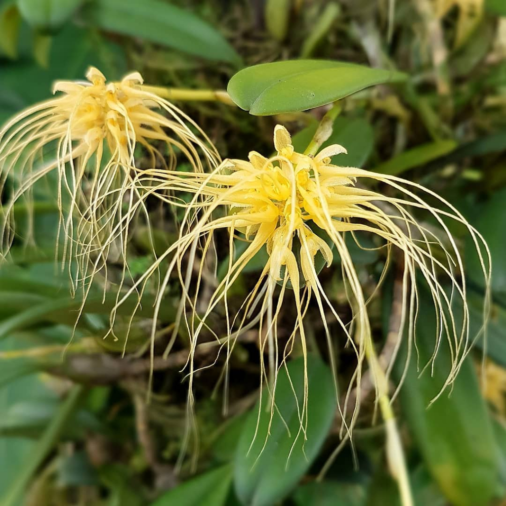 anggrek bulbophyllum vaginatum dewasa berbunga wangi