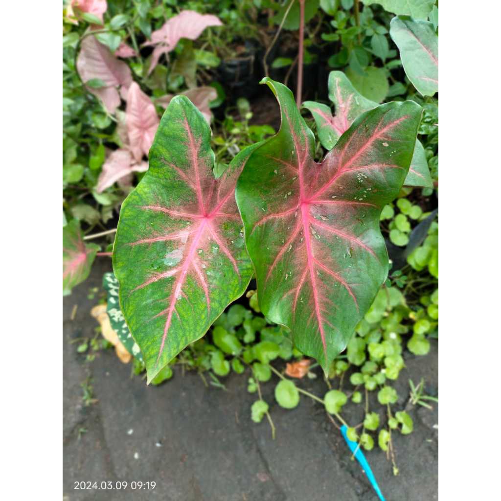 Tanaman hias Keladi caladium merah tanaman hias keladi talas hias