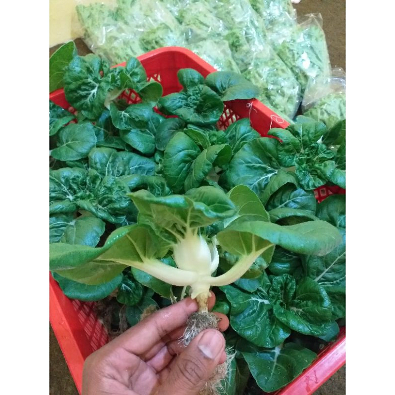 

sawi baby nai bai/pakcoy babynaibai (200gram)