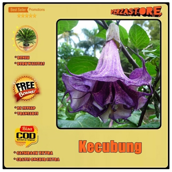biji benih bunga kecubung ungu /10 biji