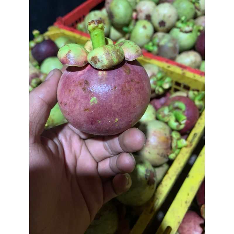 

buah manggis 1 Kg Super