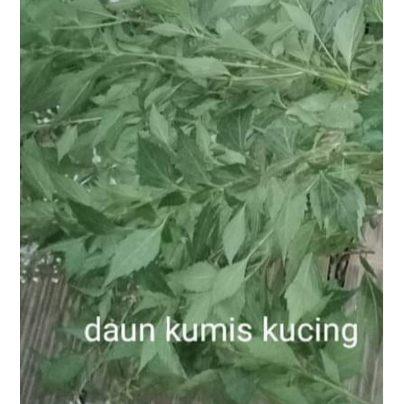 

DAUN KUMIS KUCING KERING