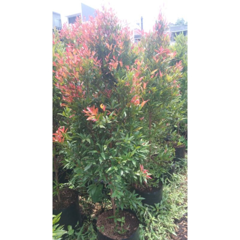 PUCUK MERAH TINGGI 2METER