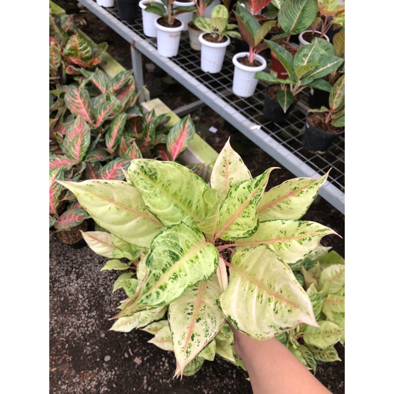 Aglaonema Frozen