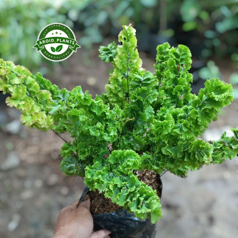 Tanaman Hias Pakis Suplir Tusuk Sate - Pohon Suplir Tusuk Sate