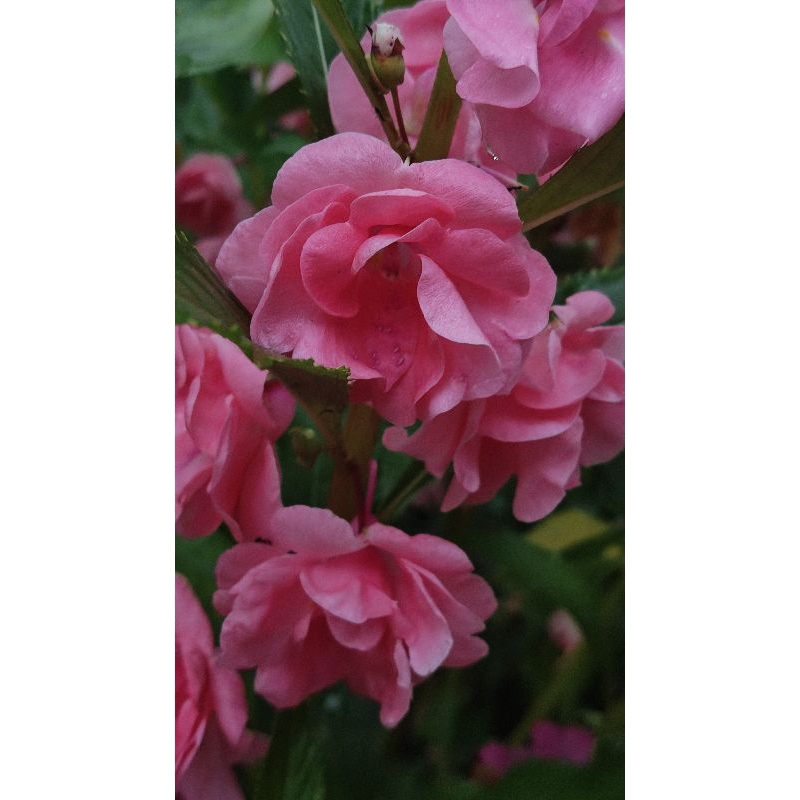 Bibit Pacar Air Tumpuk