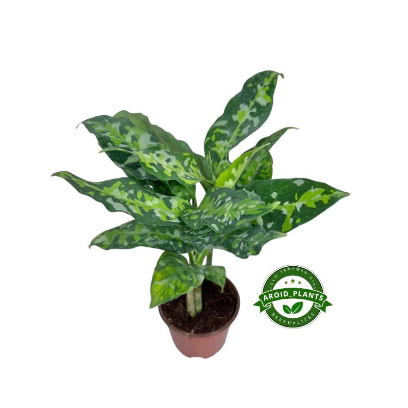 Tanaman Hias Aglonema Tricolor - Pohon Aglonema Army