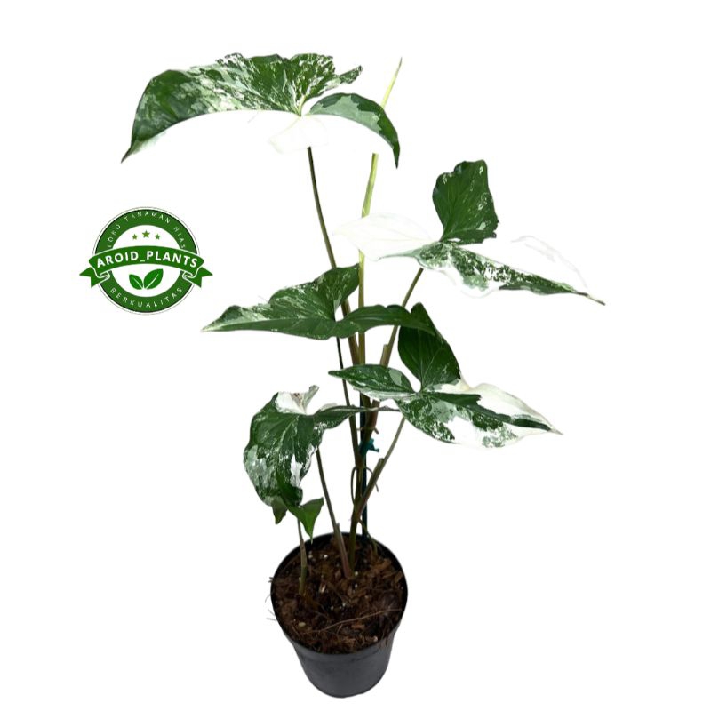 Tanaman Hias Syngonium Albo Variegata White - Syngonium Albo Variegata