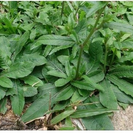 

Ready stock Daun tapak liman segar 1kg tapakliman organik