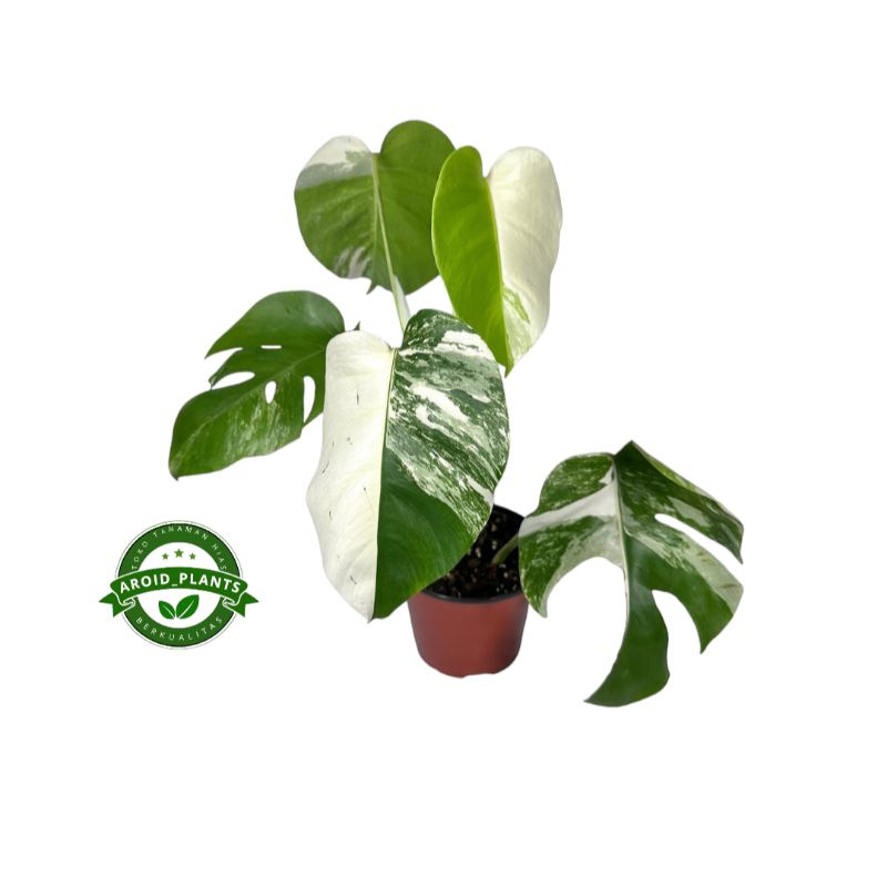 Tanaman Hias Monstera Deliciosa Variegata - Monstera Deliciosa Variegated