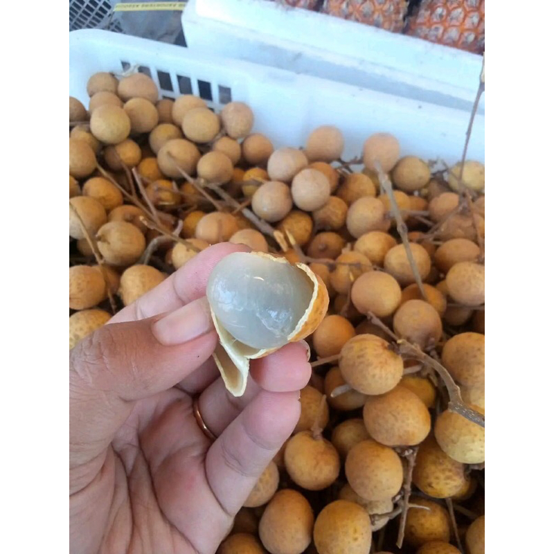 

Buah Kelengkeng New Kristal Segar Kesat Tidak Berair 500GR