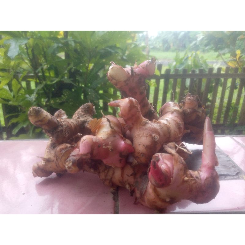 

laos,laja,lengkuas 1kh