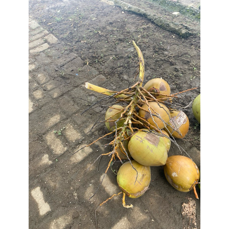 

BUAH KELAPA GADING SEGAR 1 BUAH