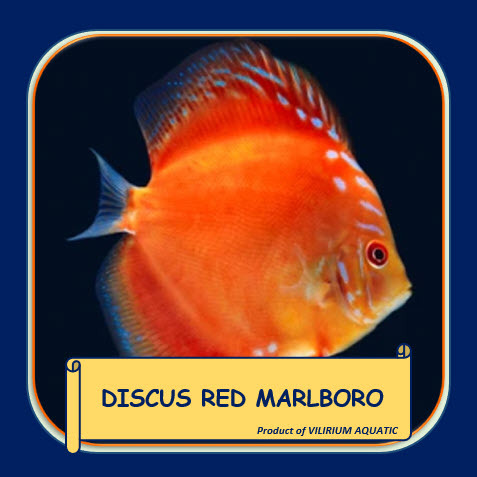 IKAN HIAS AIR TAWAR - DISCUS RED MARLBORO