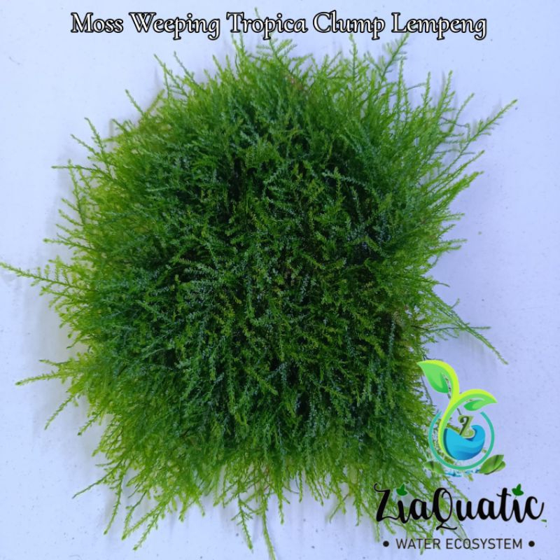 Moss Weeping Tropica Clump Lempeng - Tanaman Aquascape Aquarium