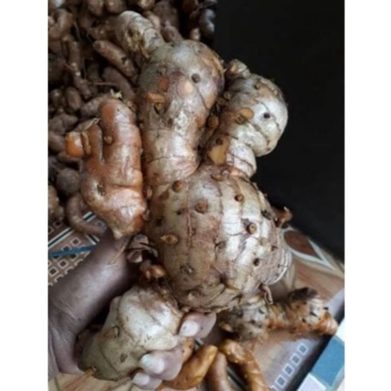 

TEMULAWAK SEGAR 1KG