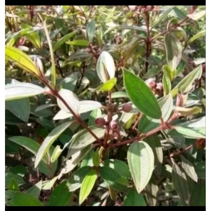 

DAUN HARENDONG SEGAR 1kg