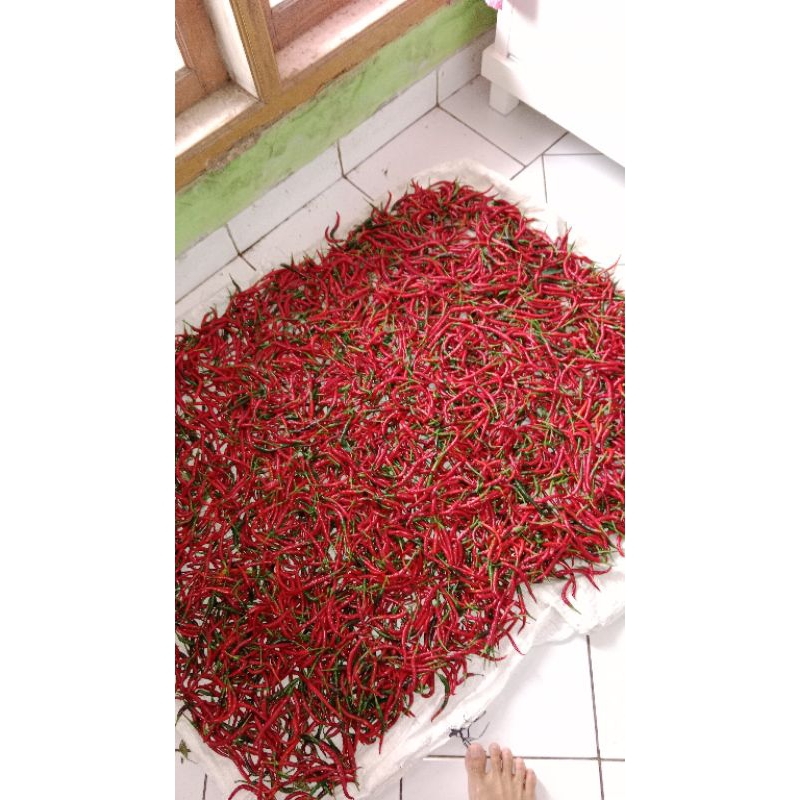 

Cabai Merah Kriting segar langsung petik 500 g - 10kg