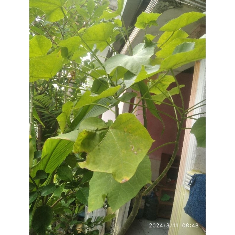 pohon jarak