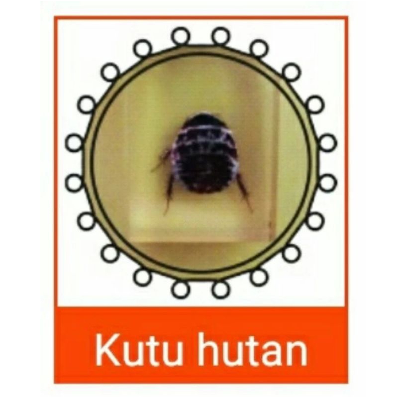 gantungan kunci resin serangga asli