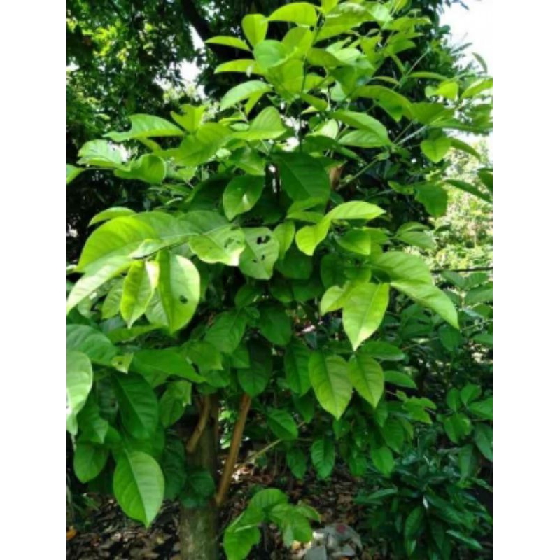 

DAUN SALAM FRESH BARU PETIK 20pcs