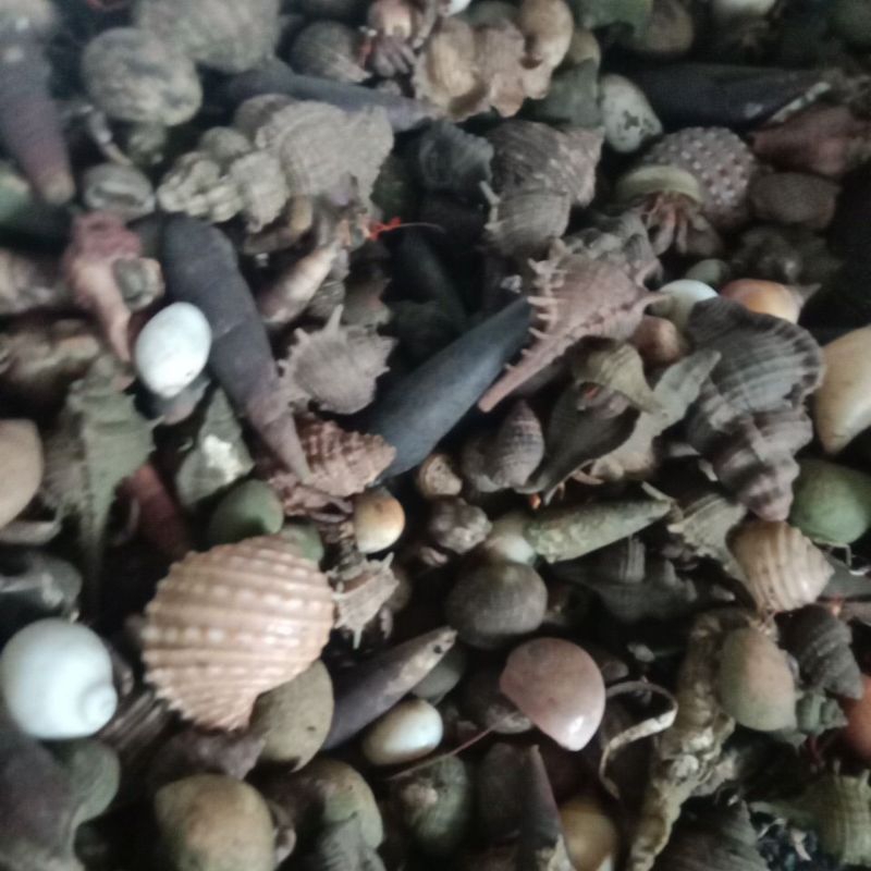 ( 100 ek0r ) UMANG UMANG