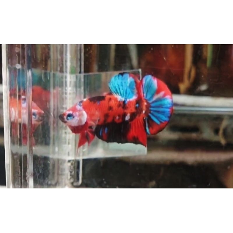 Cupang hias Orange Base(satuan/sepasang)