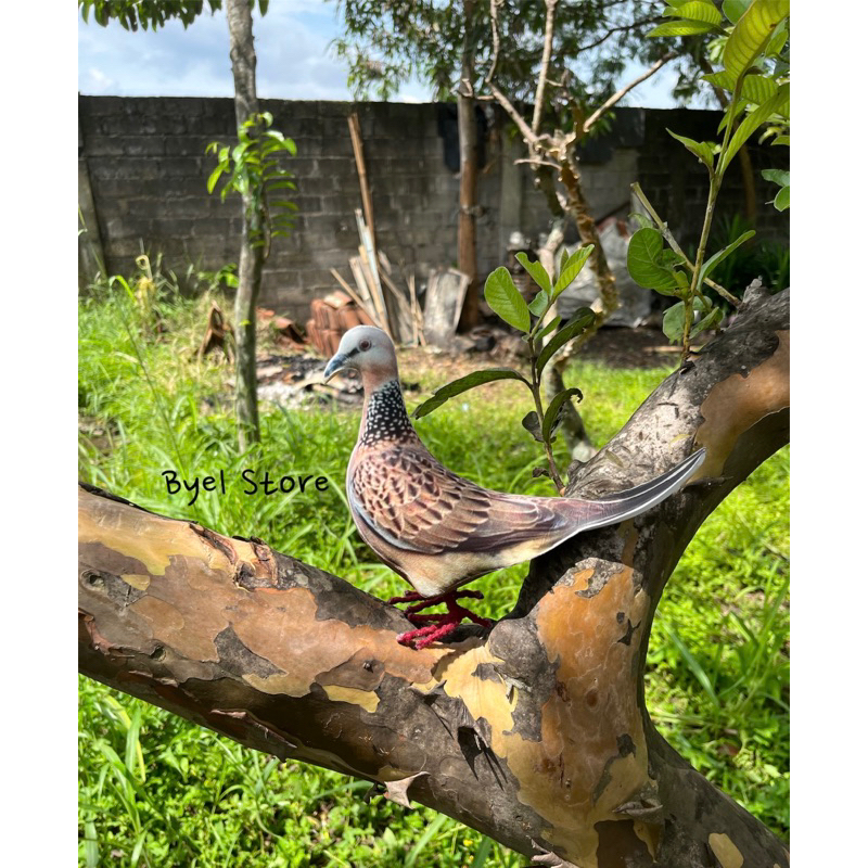 Alat Pikat Pemikat Burung Tekukur Tikukur