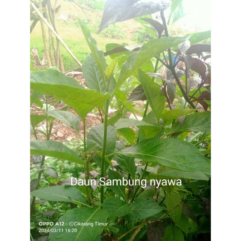 

Daun Sambung Nyawa