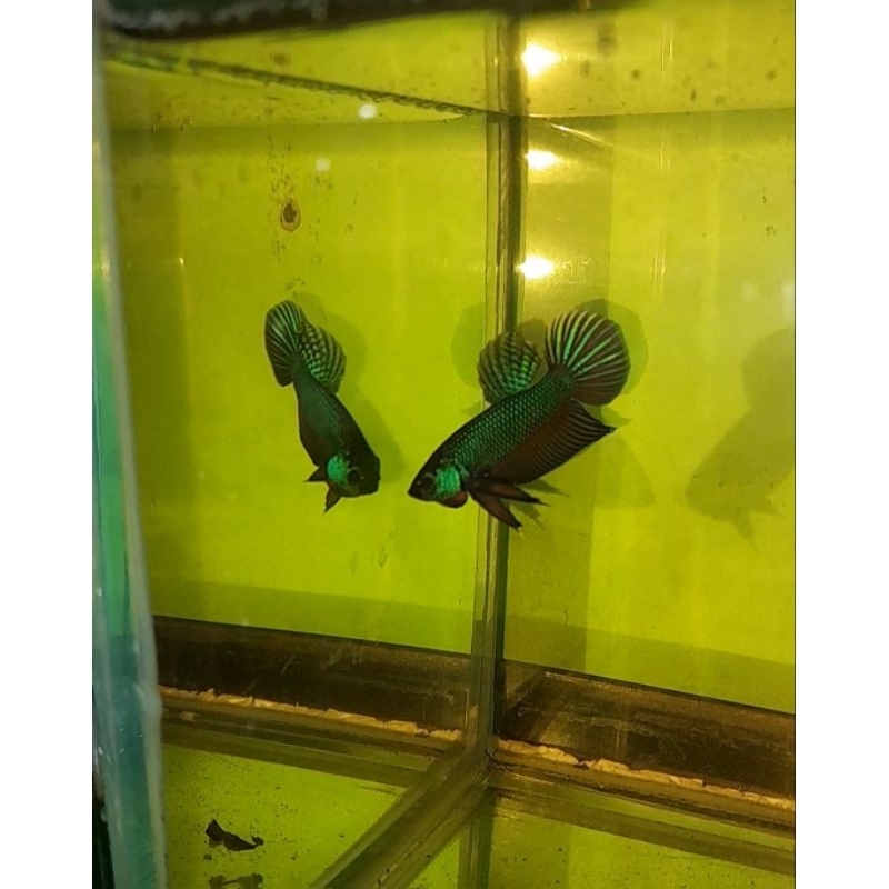 PROMO WILD BETTA SMARAGDINA GREEN