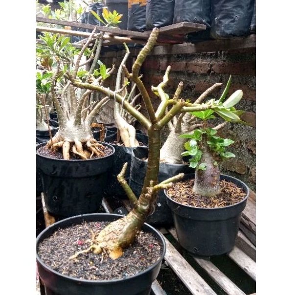 adenium style bonsai