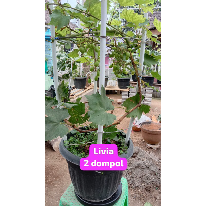 tabulampot anggur import livia