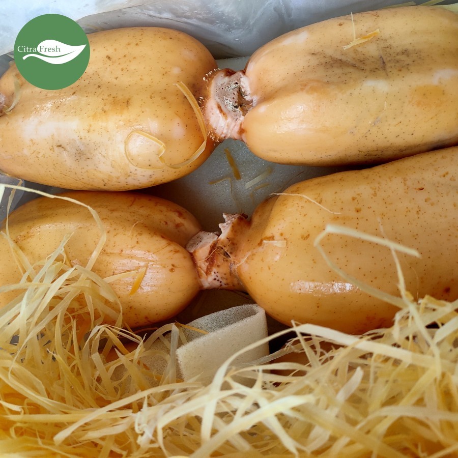 

RB CITRA FRESH - Akar Teratai Lotus 1 Kg - Selalu Ready dan Fresh