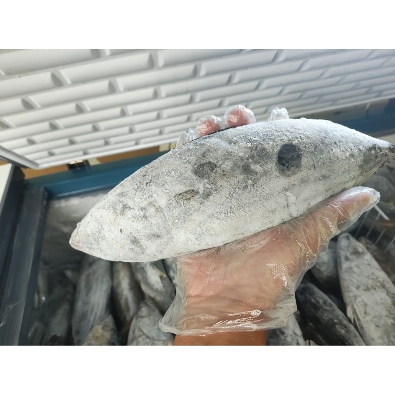 

Ikan Cakalang Segar Beku Kapal ukuran 500-800g