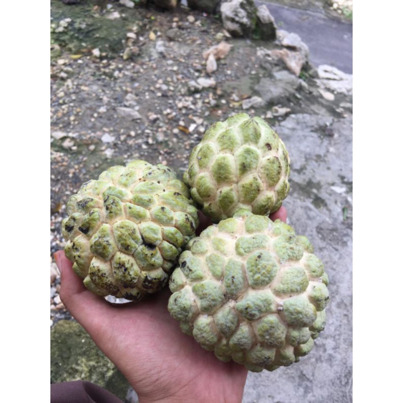 

Buah srikaya