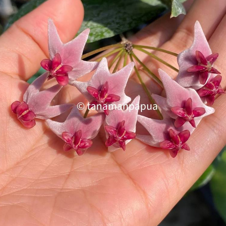 Tanaman Hias Hoya Papua Hoya Piestolepis Spesies Papua