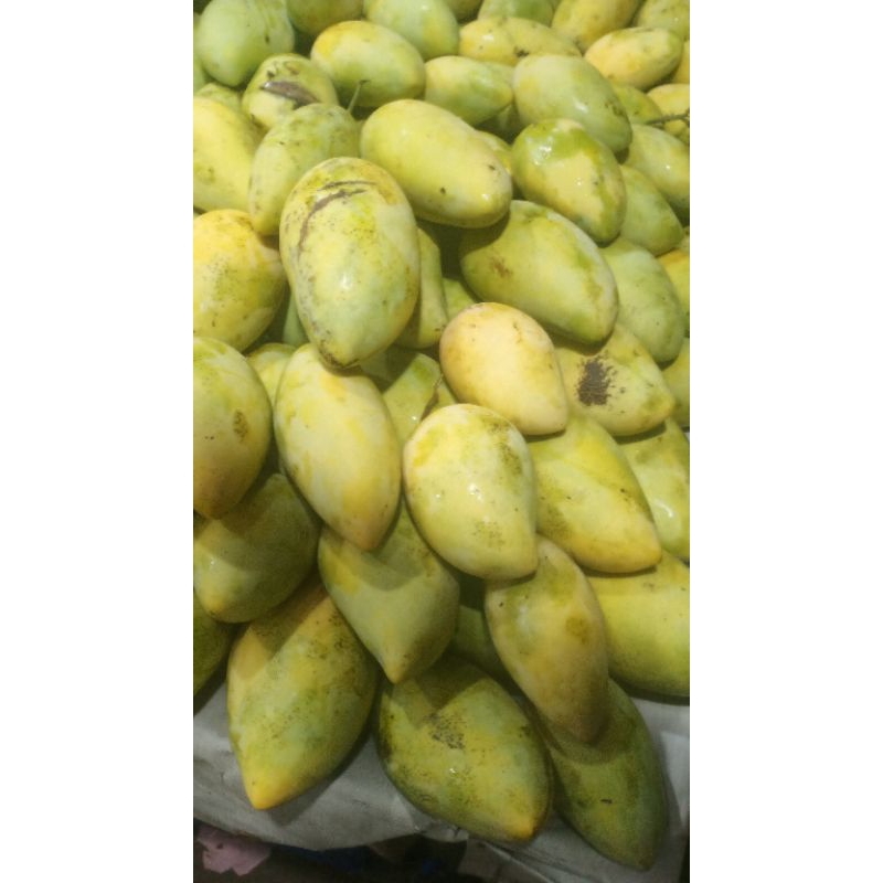 

MANGGA AKYONG /MANGGA OMPYONG/mangga Akyong GOLEK THAILAND/MANGGA LOKMAY RASA MANIS FRESS 1KG