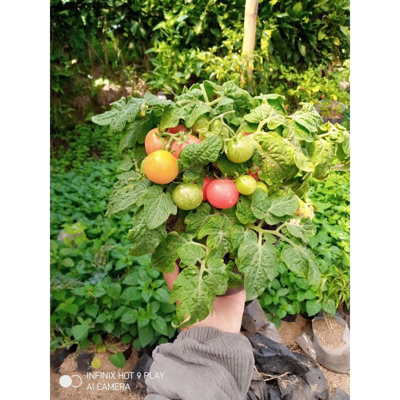 

sayuran tomat mini lebat