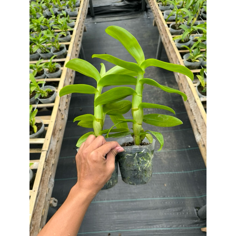 dendrobium bulat dewasa