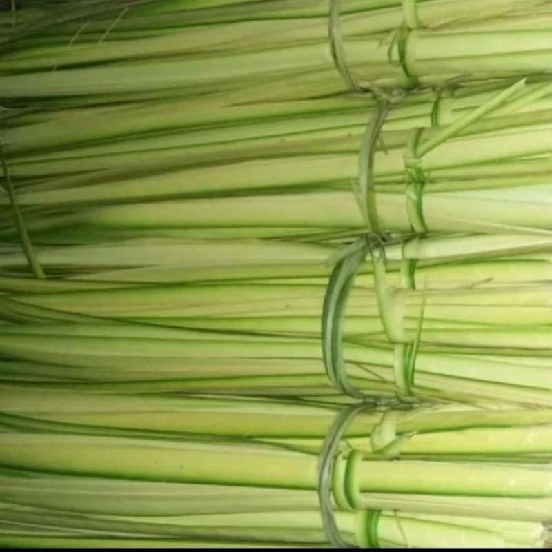 

DAUN KELAPA MUDA/ATAU DAUN JANUR 20 LEMBAR