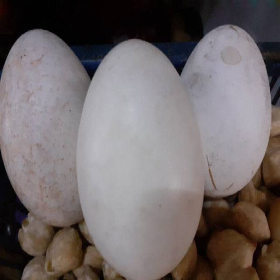 

telur angsa gagal netas