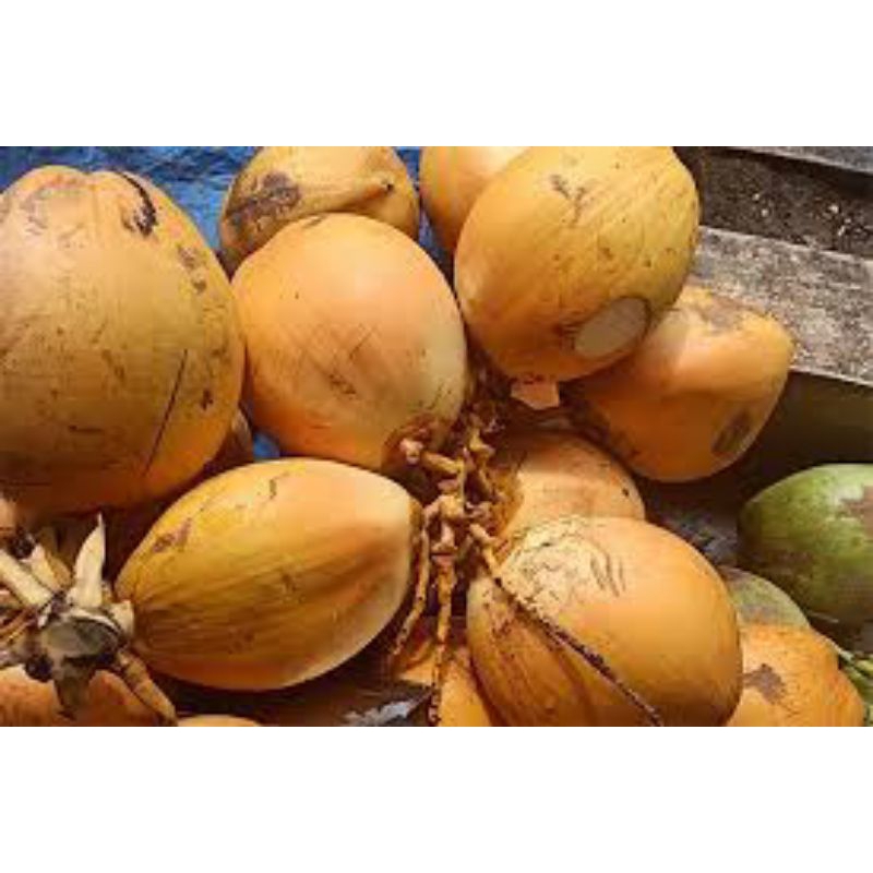 Kelapa muda gading/ degan