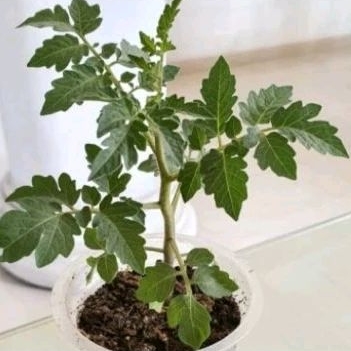 Tanaman tomat sayur pohon tomat